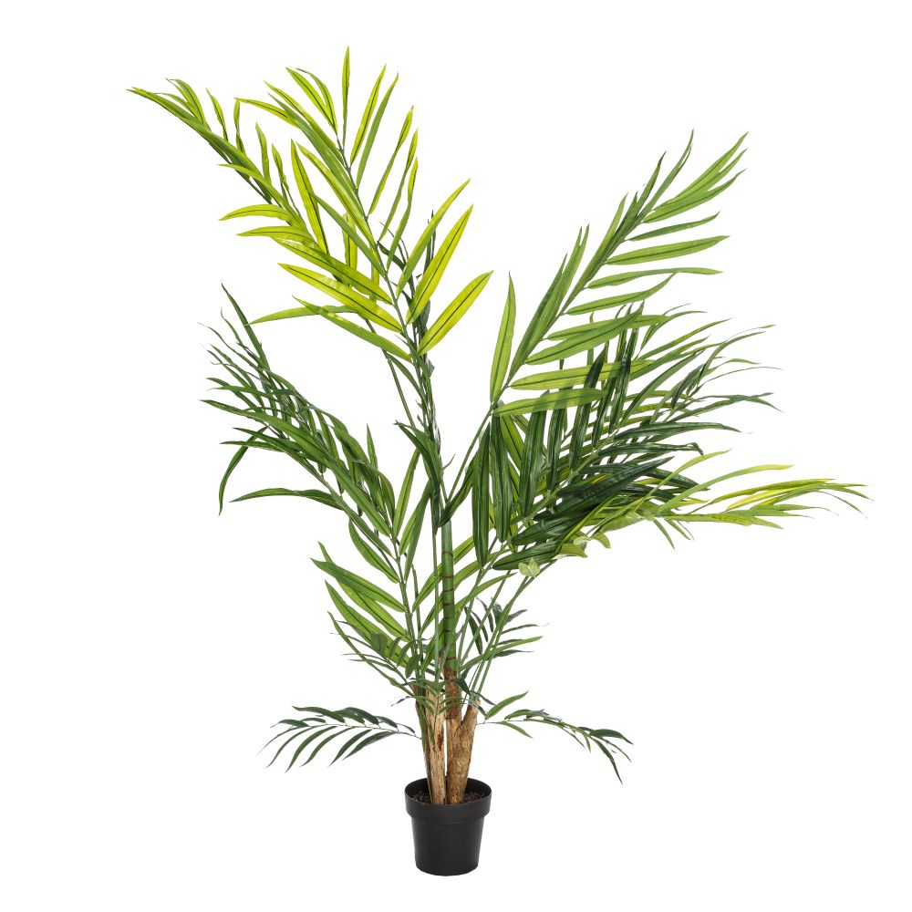 Planta Aura 200cm.