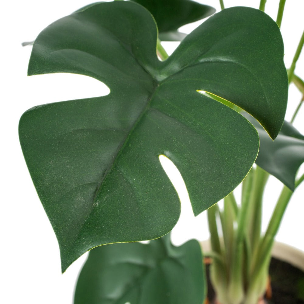 Planta Monstera 57cm.