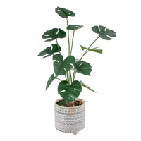 Planta Monstera 57cm.