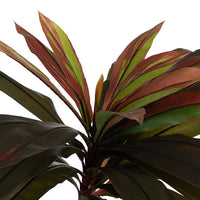 Planta Dracaena rojo