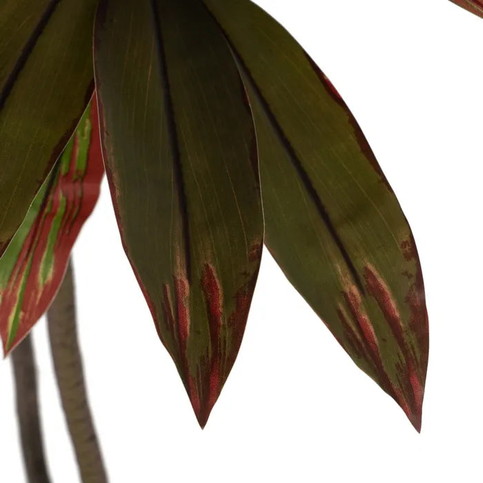 Planta Dracaena rojo