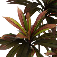 Planta Dracaena rojo