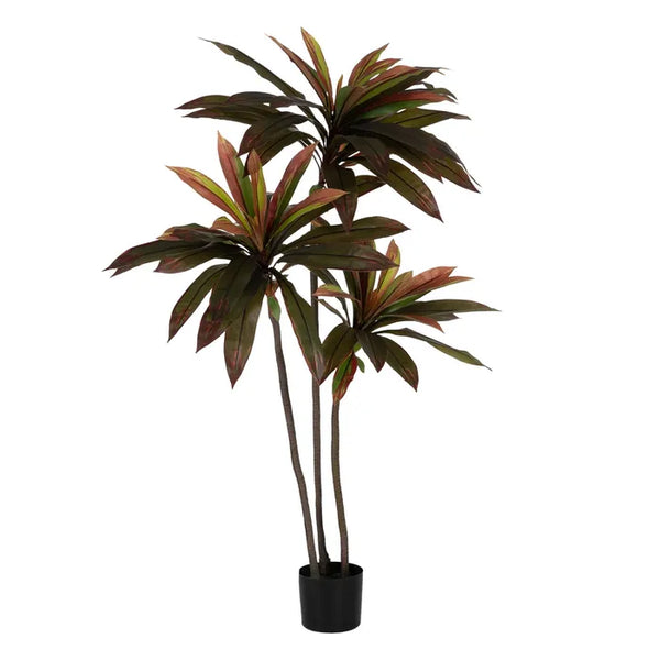 Planta Dracaena rojo