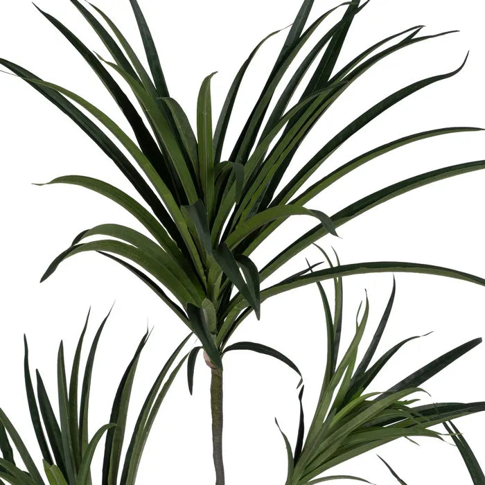 Planta Dracaena Verde