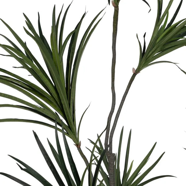 Planta Dracaena Verde