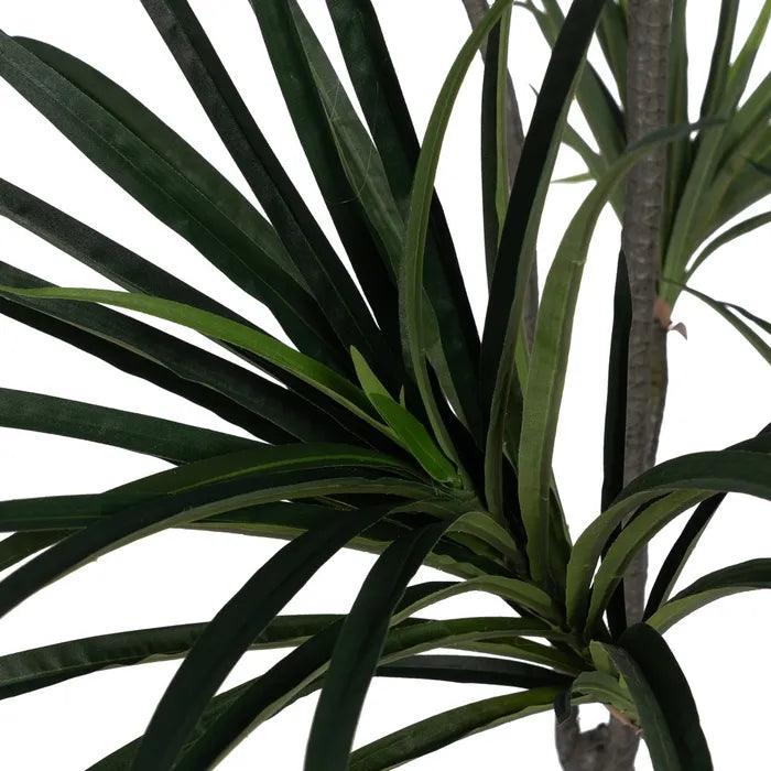 Planta Dracaena Verde