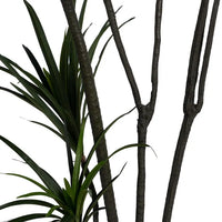 Planta Dracaena Verde