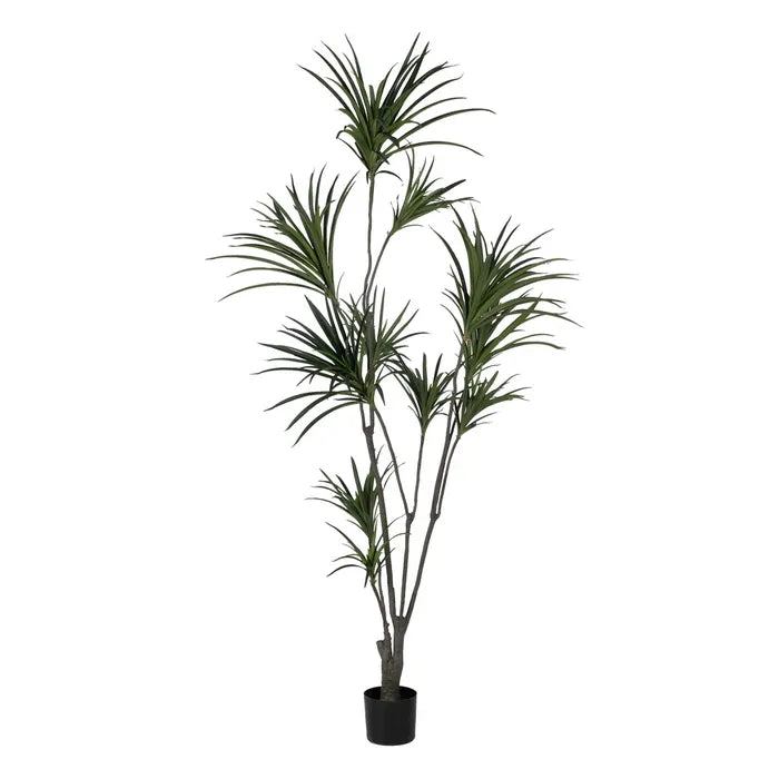 Planta Dracaena Verde