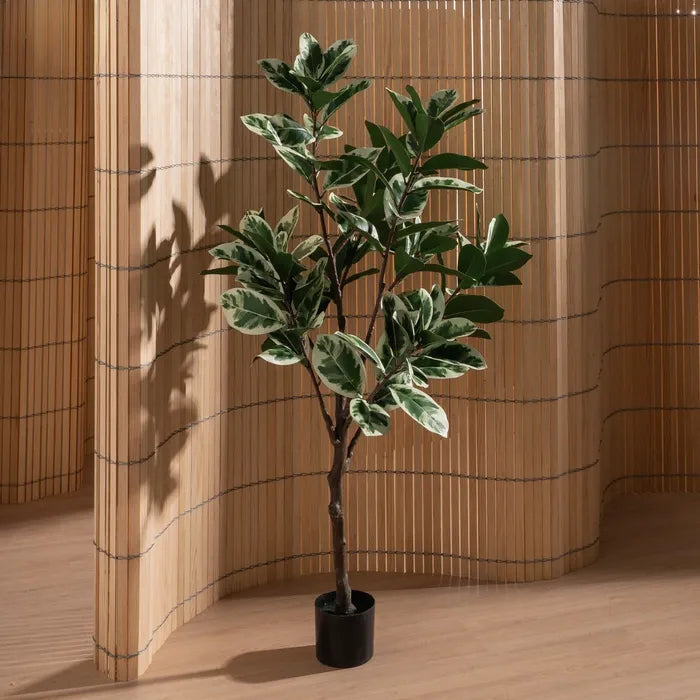 Planta Magnolia 150cm.