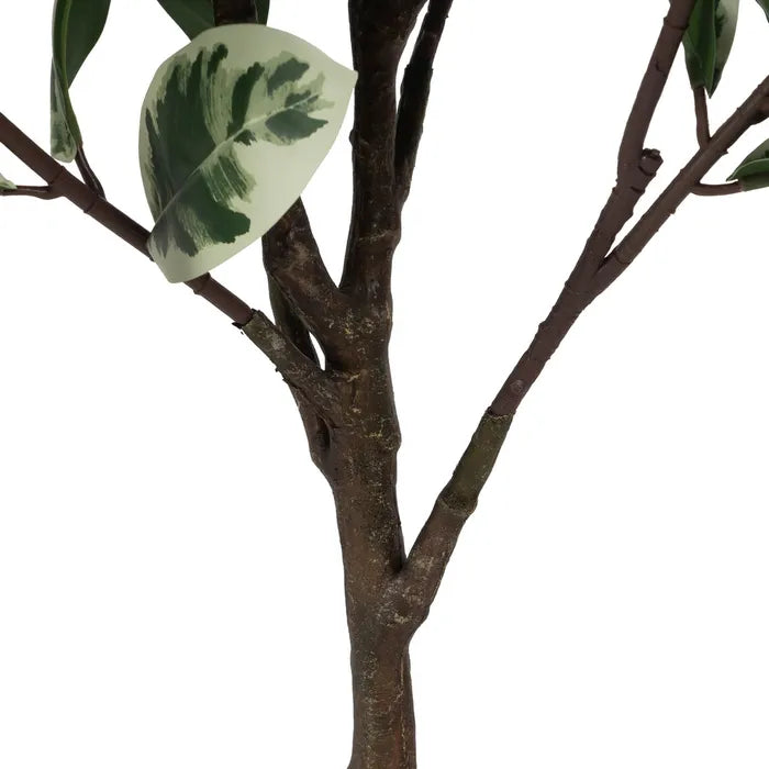 Planta Magnolia 150cm.