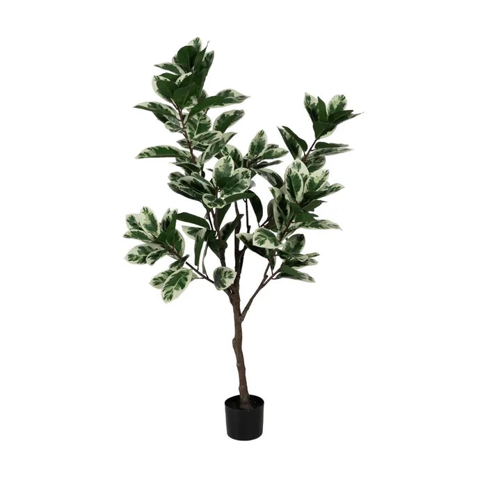 Planta Magnolia 150cm.