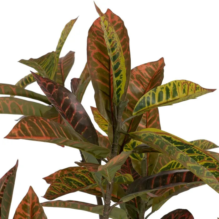 Planta Croton