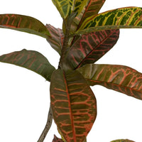 Planta Croton