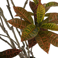 Planta Croton