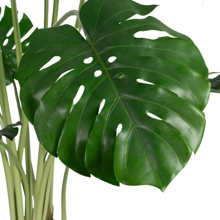 Planta Monstera 175cm