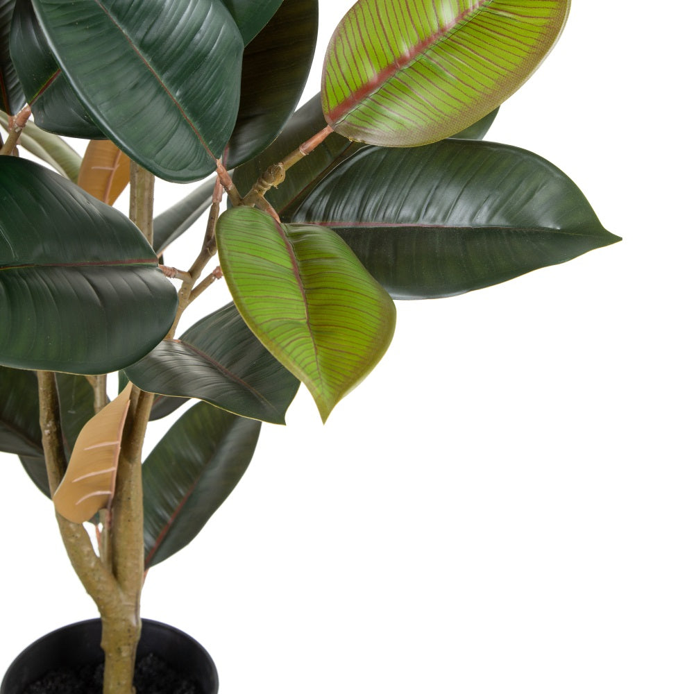 Planta Ficus 125cm.