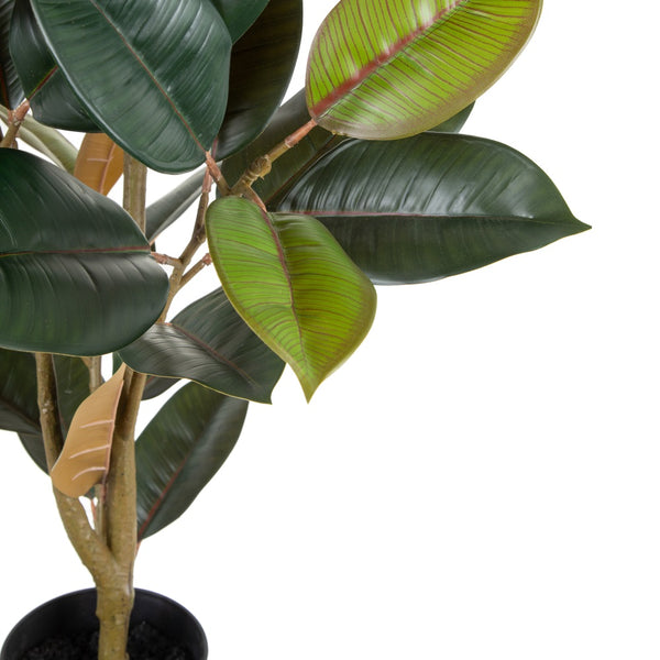 Planta Ficus 125cm.