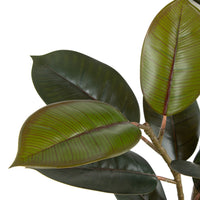 Planta Ficus 125cm.